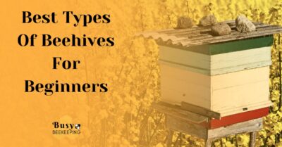 beehive with title: Best Types Of Beehives For Beginners