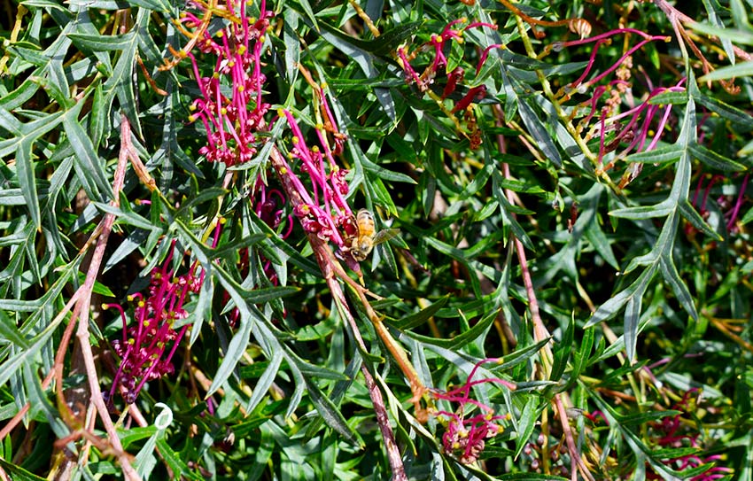 Bee on grevillea branch