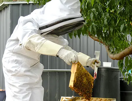 Beekeeping taking frame out of hive