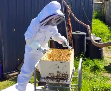 Beekeeper inspecting a Langstroth hive
