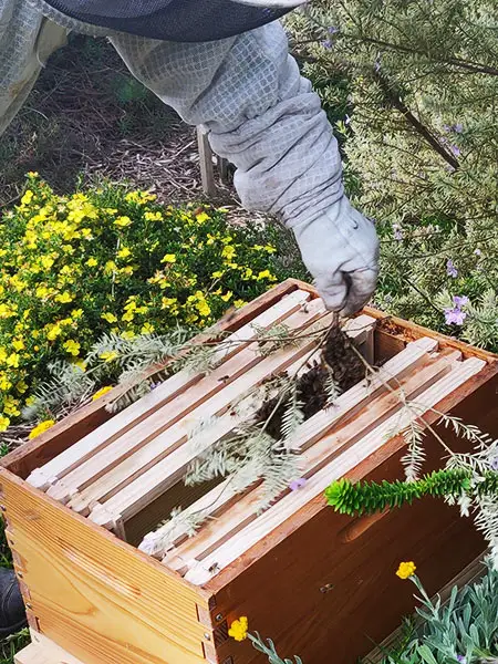 Wooden bee box full of frames