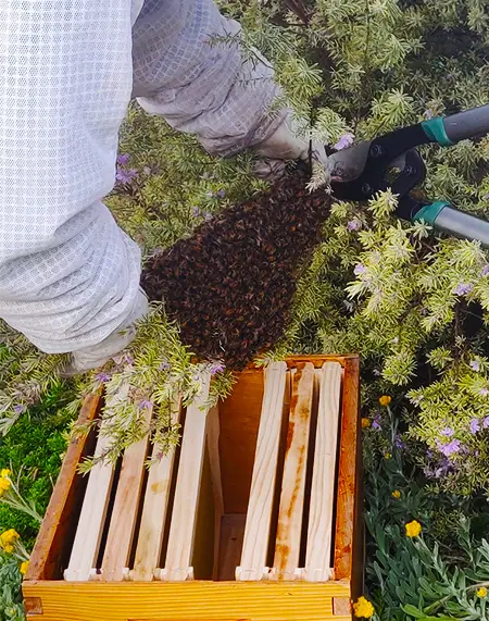 Beekeeper moving a swarm from a branch to a box