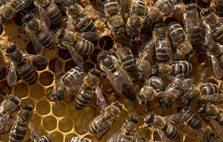 Queen bee surrounded by worker bees