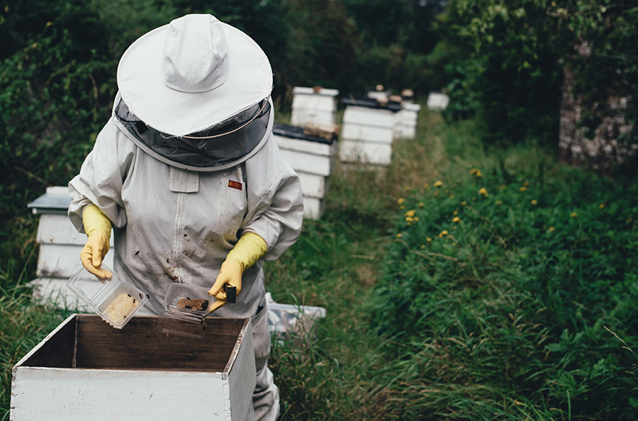 Beekeeper wearing white, looking in a hive
