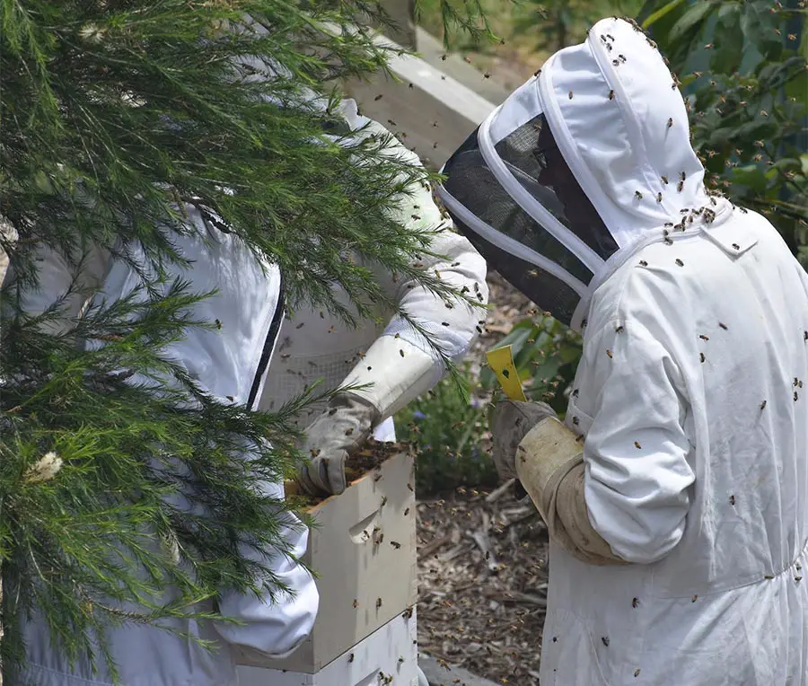 Three beekeepers looking inside a beehive