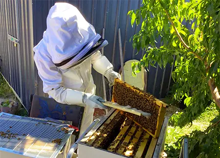 Beekeeping inspecting an open Langstroth hive