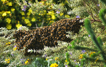 Bee swarm clustering on a branch
