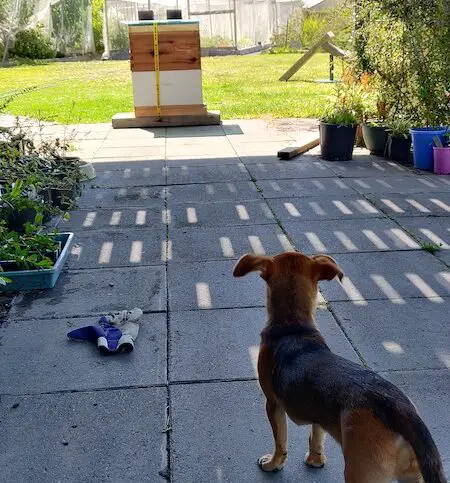 Dog looking at beehive in big backyard