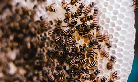 Close up of a group of worker bees