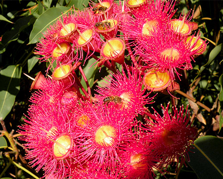 Bee collecting nectar from a corymbia flower