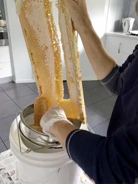 Woman extracting capped honey from beehive frame into white bucket
