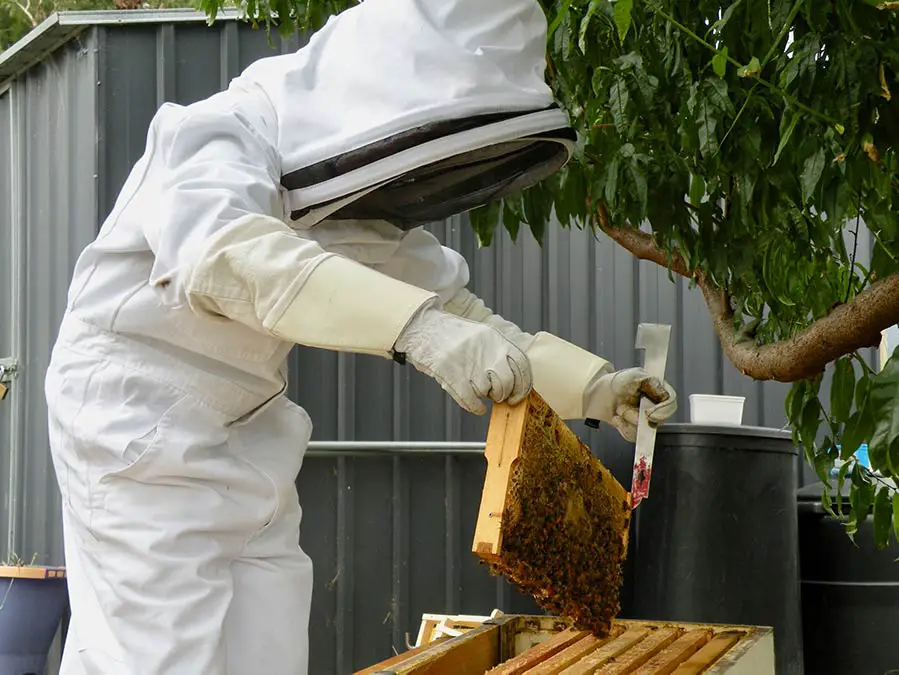 Beekeeper inspecting a beehive
