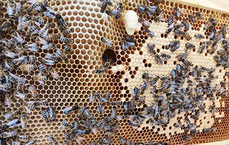 Frame with capped brood, bees and a queen cell