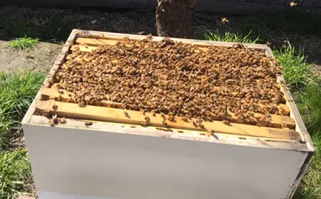 Open bee hive being prepared for splitting