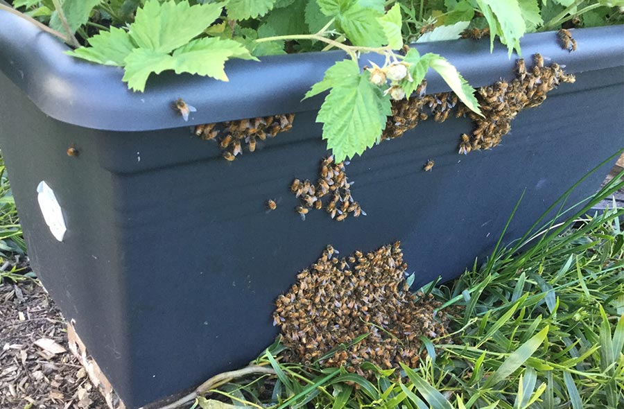 Bees grouped together on the outside of a black tub