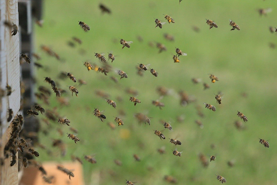 Group of worker bees mid-flight