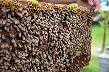 Frame full of bees