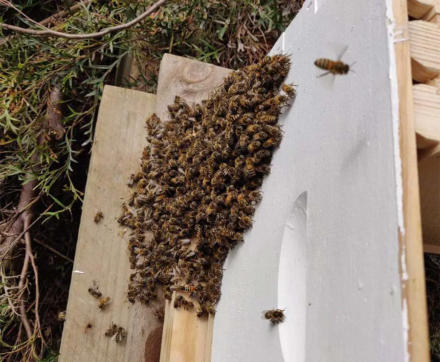 Bees bearding at the entrance of a hive