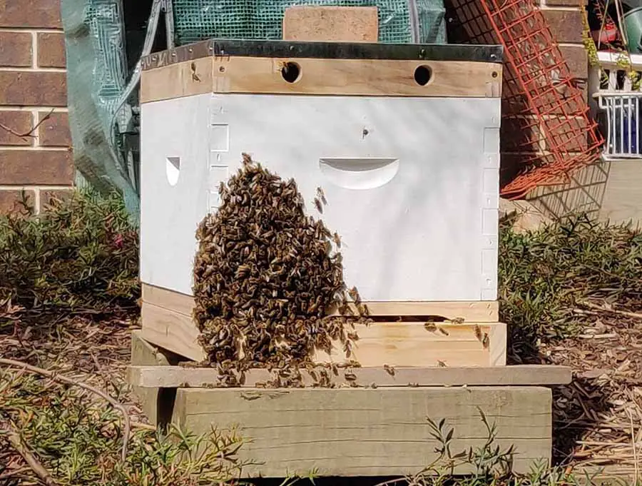 Group of bees clustering on the outside of a Langstroth hive