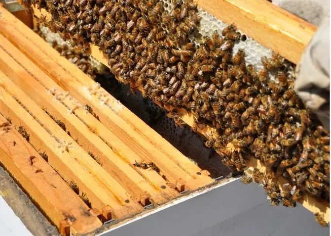 Vertical view of beekeeping nuc showing top of frames and bees