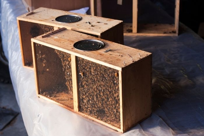 Two bee packages with bees inside