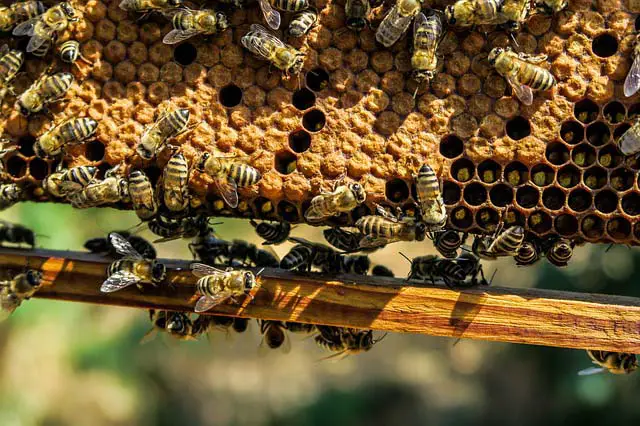 Honey bees on frame of capped brood