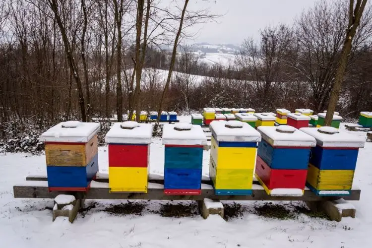 An apiary with dozens of beehives, all covered in snow