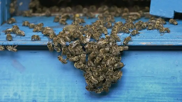 Bees bearding at the entrance of a hive