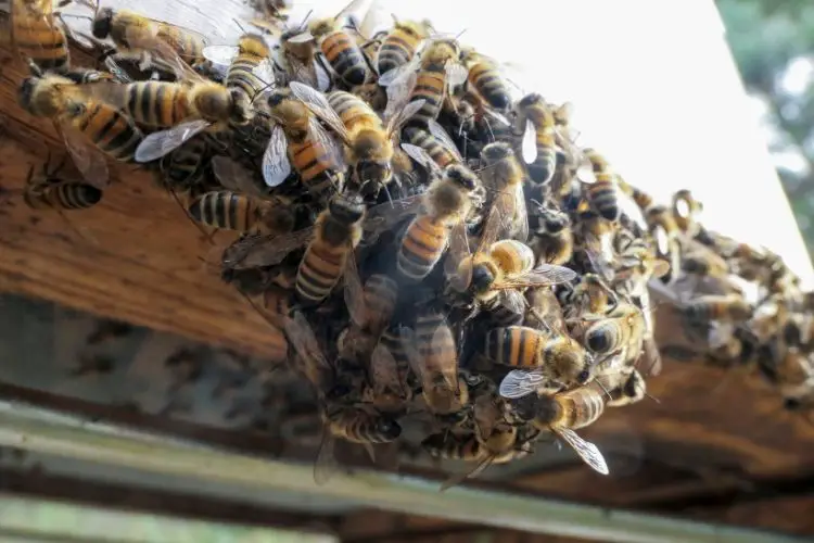 Bees bearding on landing board of a hive