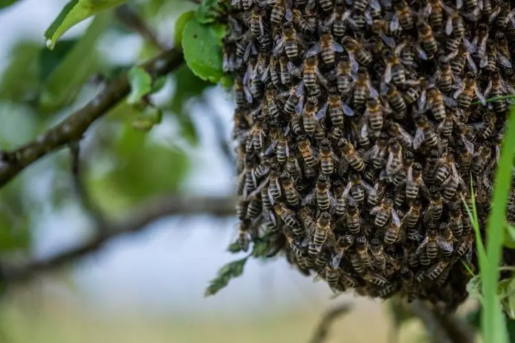 Bee swarm gathered on a tree branch