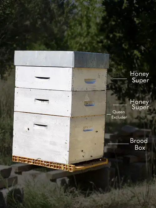 Labeled image of a Langstroth hive showing brood box and honey super