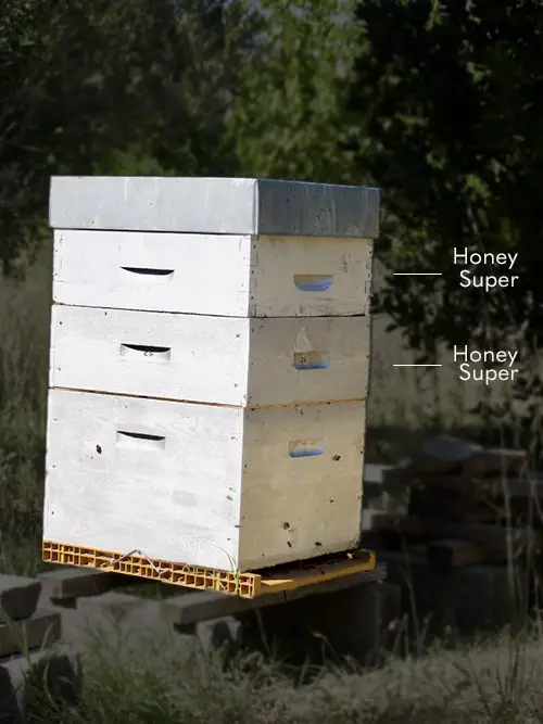 Labeled image of a Langstroth hive showing where the honey supers sit