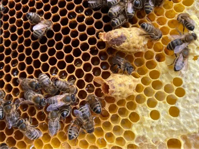 Beehive frame showing two queen cell cups and a few worker bees