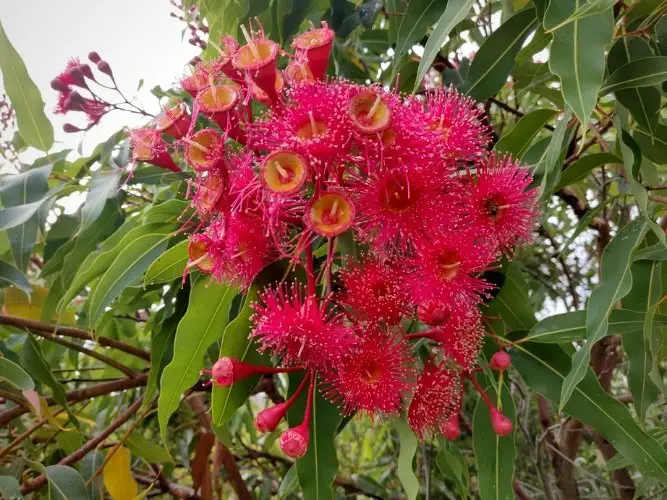Red flowers known Corymbia ficifolia