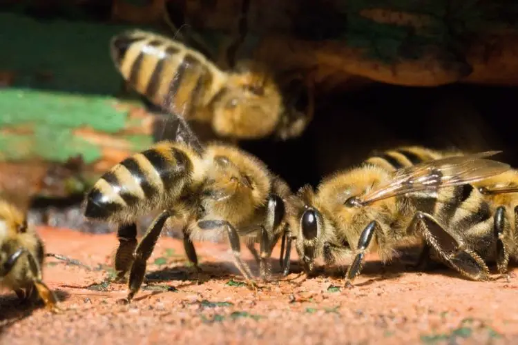 Two honey bees facing each other
