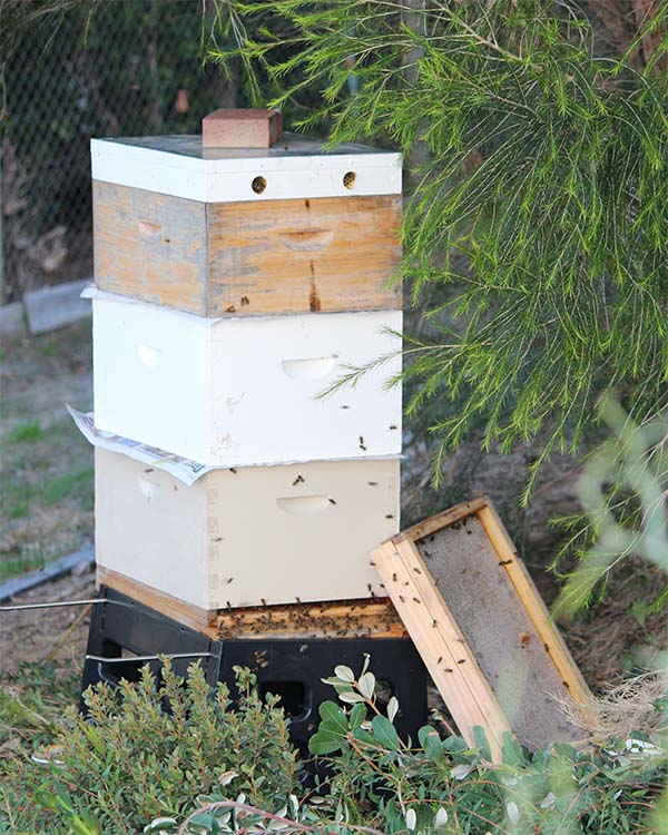 Combined beehive with two honey supers