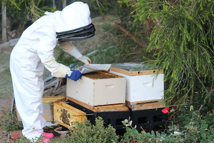Beekeeper placing newspaper on top of lidless brood box