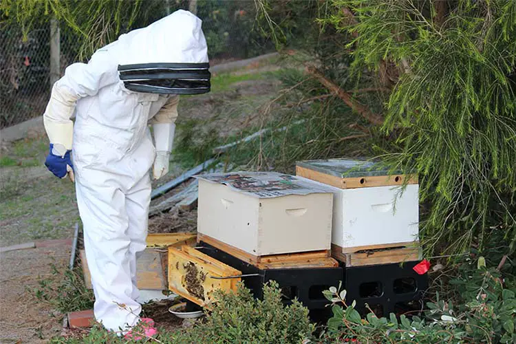 Beekeeper inspecting two hives, side by side