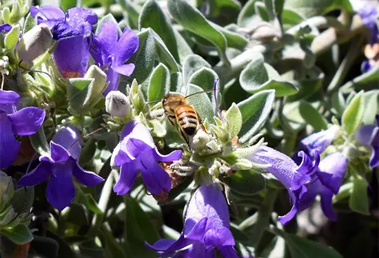 Bee collecting pollen from a purple flower