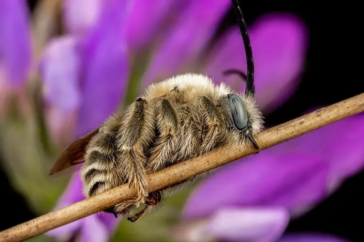 Solitary bee sleeping on a twig, held in place by their mandibles