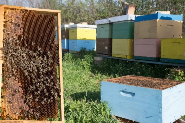 Frame next to a honey super, both sitting in an apiary