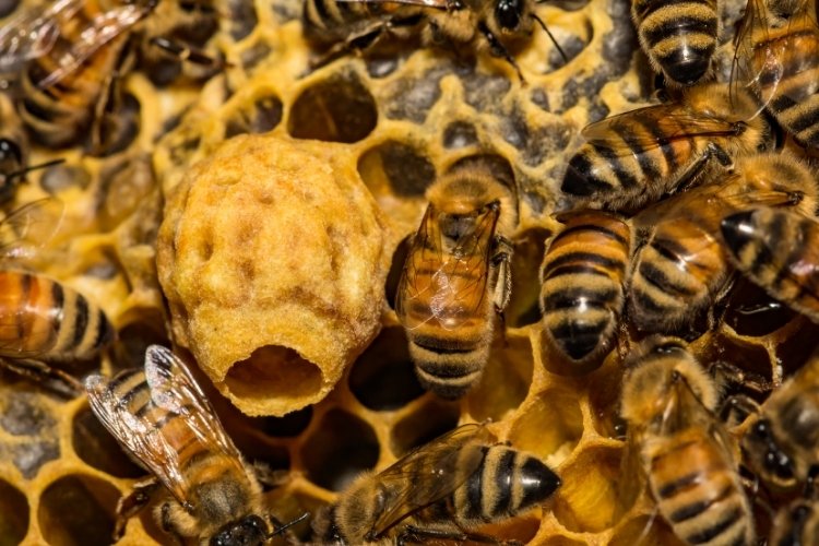 Queen cell with a hole in the end, surrounded by worker bees