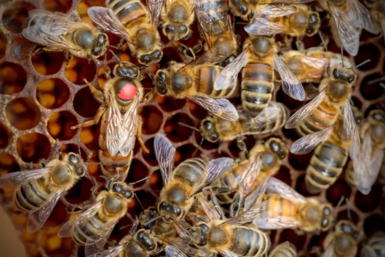 One queen bee on a frame surrounded by over a dozen workers