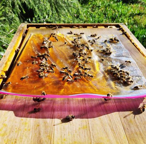 Honey bees eating sugar syrup from a plastic bag