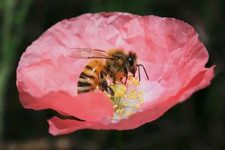 Honey bee collecting nectar from a pink flower