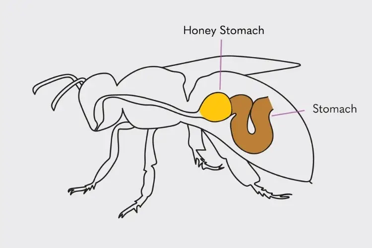 Diagram showing the digestive system of a honey bee