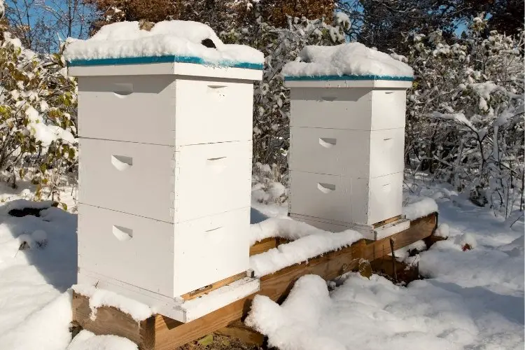 Two Langstroth hives covered in snow