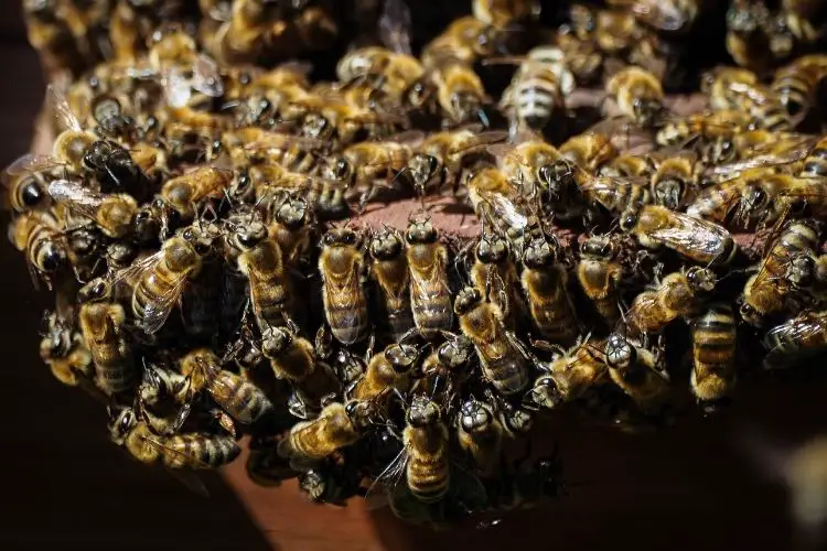 Bees bearding outside a hive entrance