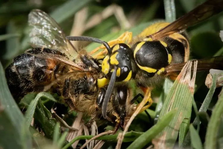 Yellowjacket wasp killing a honey bee with its jaws