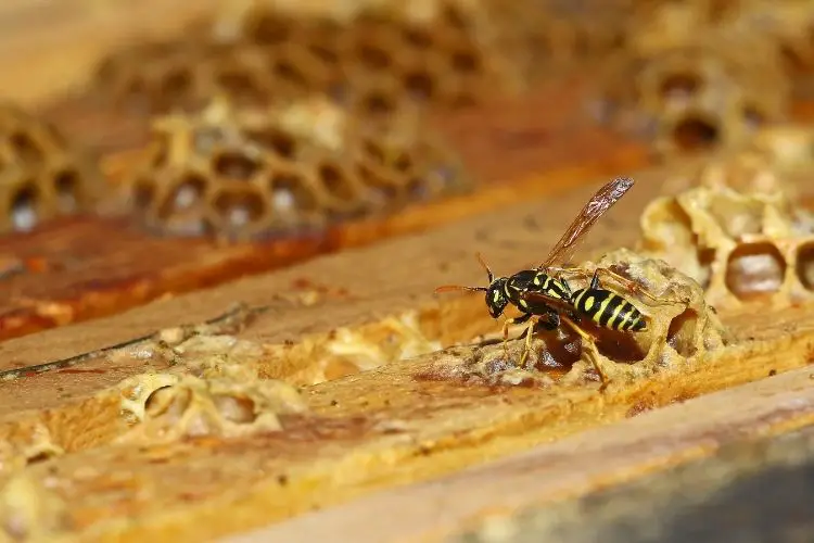 Yellowjacket wasp carrying part of a dead honey bee